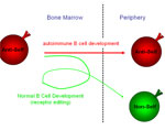 When B cells produce antibodies, self-binding or anti-self antibodies are often formed (red-colored cells). Such anti-self cells must be eliminated, either by cell death or by revising the specificity of the antibody through a process called receptor editing. When successful, receptor editing produces a B cell that is non-self binding (green-colored cell). The Penn study documented lower levels of antibody gene rearrangements in B cells from some patients with autoimmune disease, suggesting a defect in this early B-cell tolerance checkpoint.